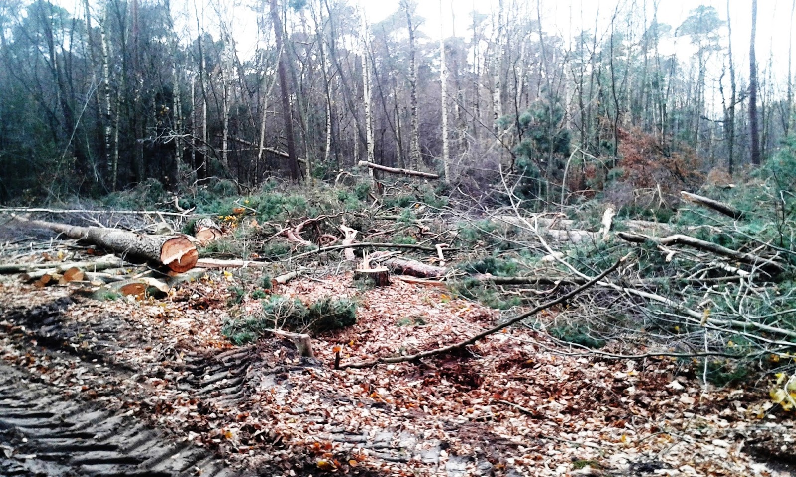 Help massale bomenkap voorkomen