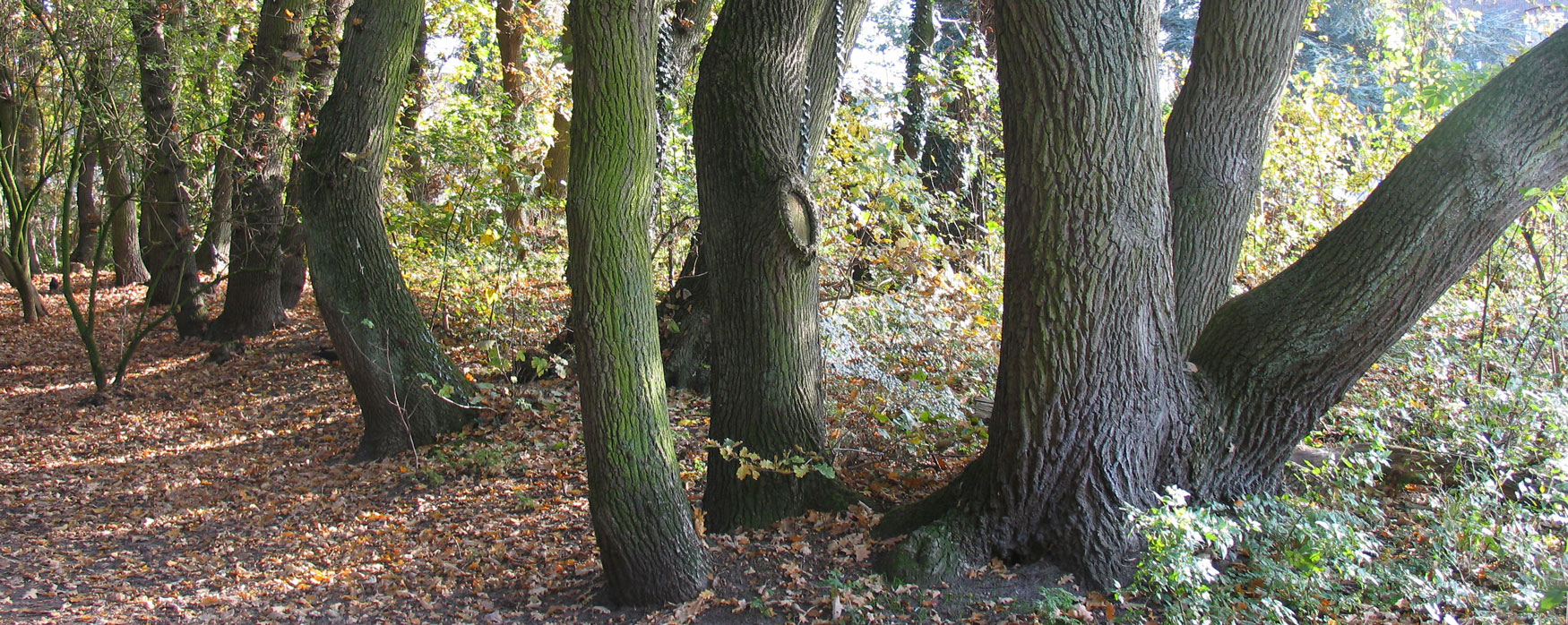 Succesvolle Haagse bomenacties