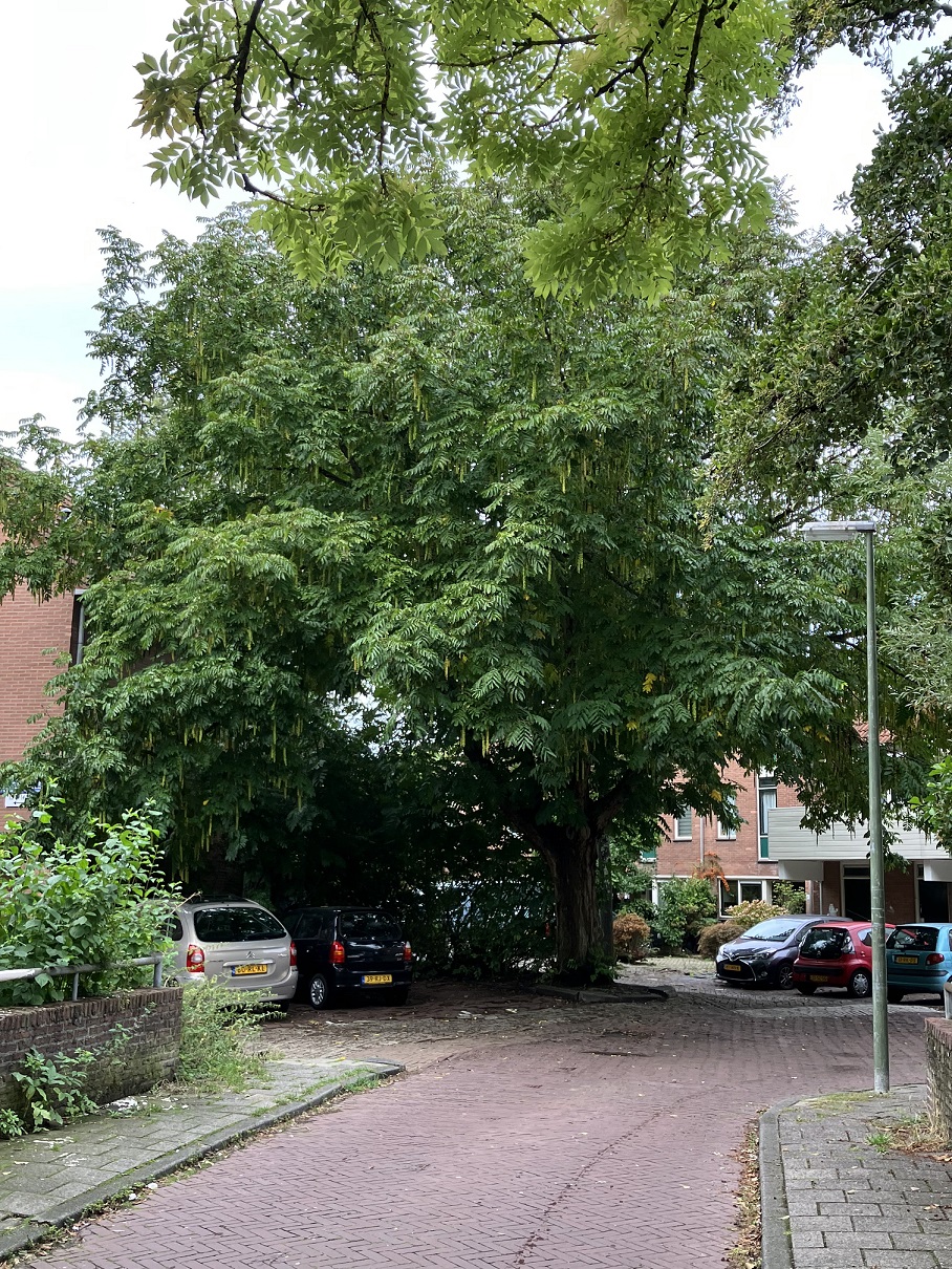 Italiaanse buurt – herinrichting ten koste van mooie bomen; stukken ontbreken