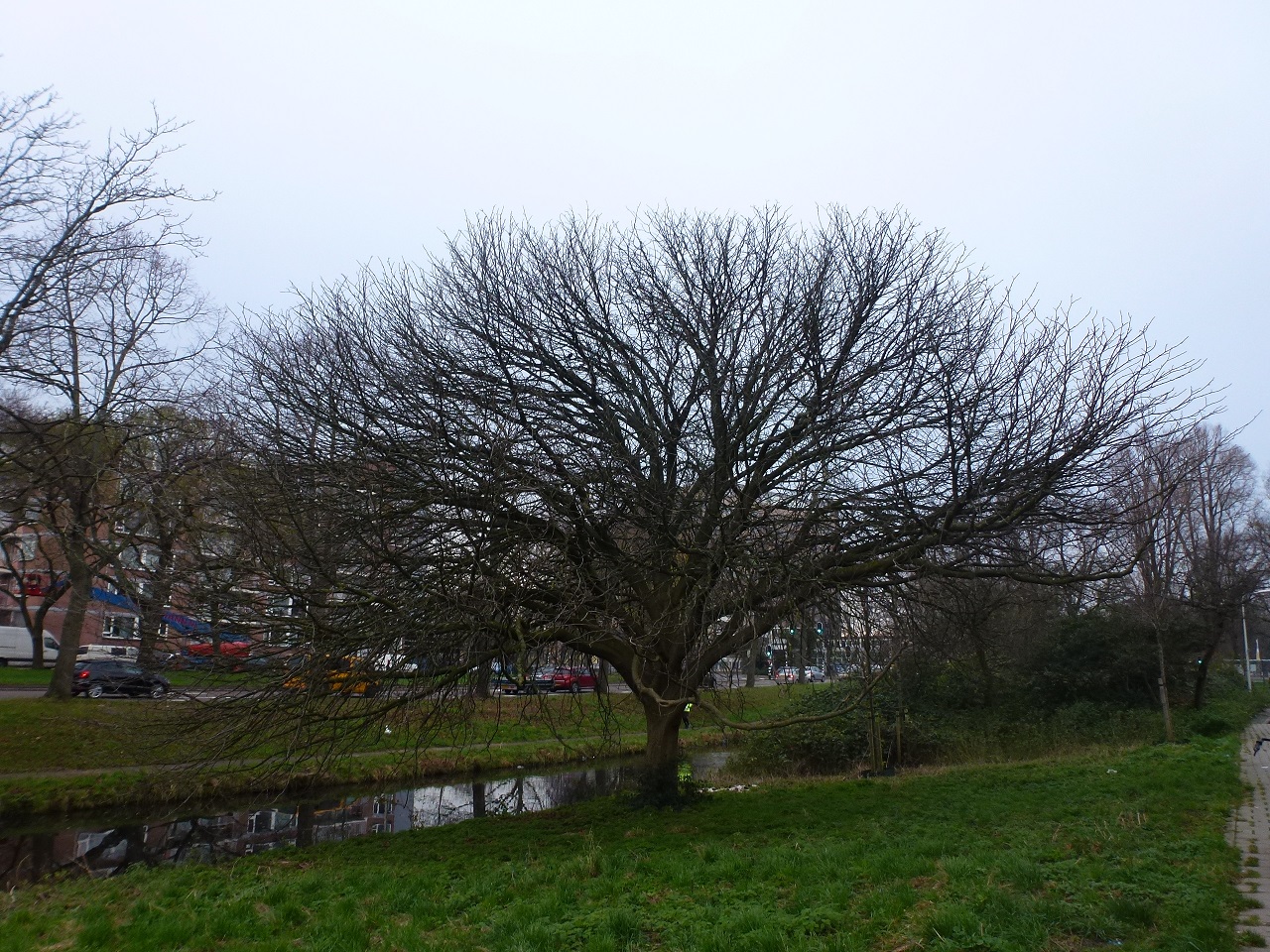 Warmteleiding niet duurzaam voor bomen