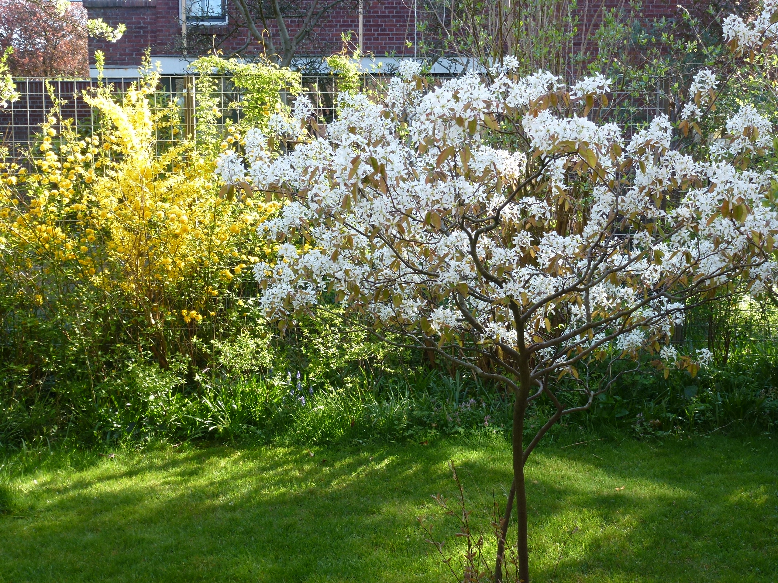 Voor elke tuin een geschikte boom